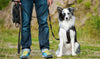 Hunde Schleppleine - Verwendung, Vorteile, Auswahl