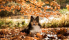 Hunde im Herbst - Fit durch die nasskalte Jahreszeit