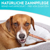 liegender Hund der an einem Ochsenziemer kaut